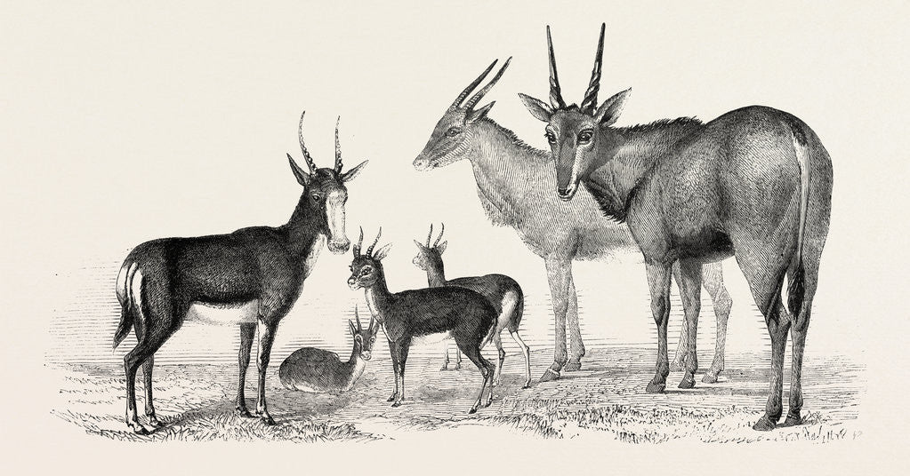 Detail of The Earl of Derby's Menagerie, at Knowsley, UK: Boute Bok, Gazelles, Male and Female Elands by Anonymous
