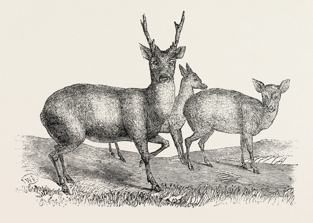 Detail of The Earl of Derby's Menagerie, at Knowsley, UK: Male and Female Hog Deer by Anonymous