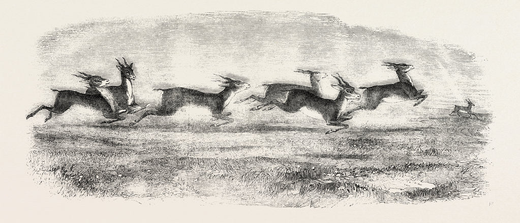 Detail of The Earl of Derby's Menagerie, at Knowsley, UK: Herd of Indian Antelopes by Anonymous