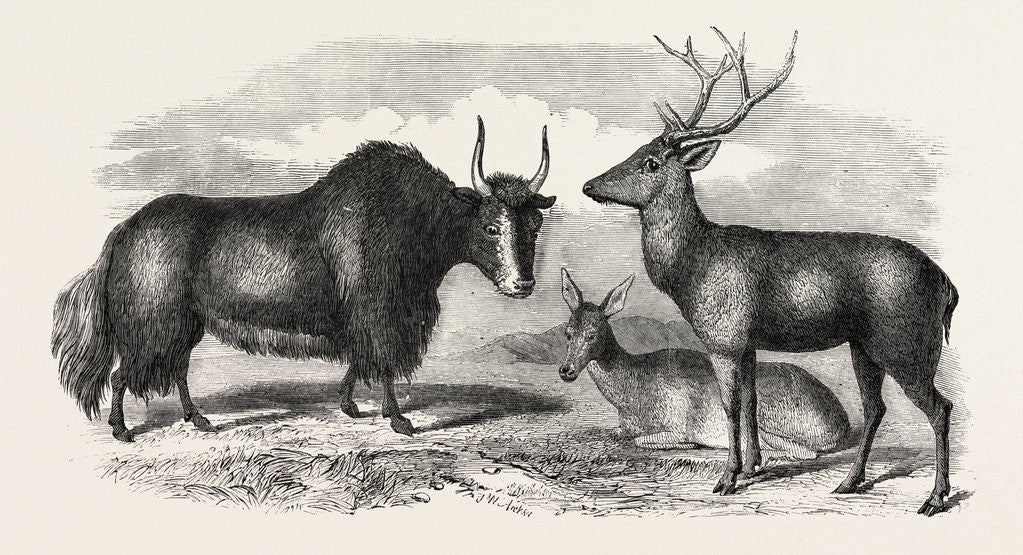 Detail of Sale of the Knowsley Menagerie: Yak and Bara Singha Deer (Male and Female) by Anonymous