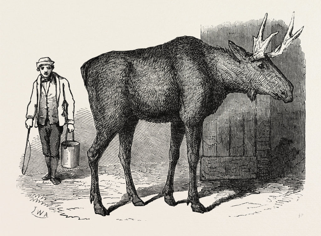 Detail of Sale of the Knowsley Menagerie: Elk by Anonymous