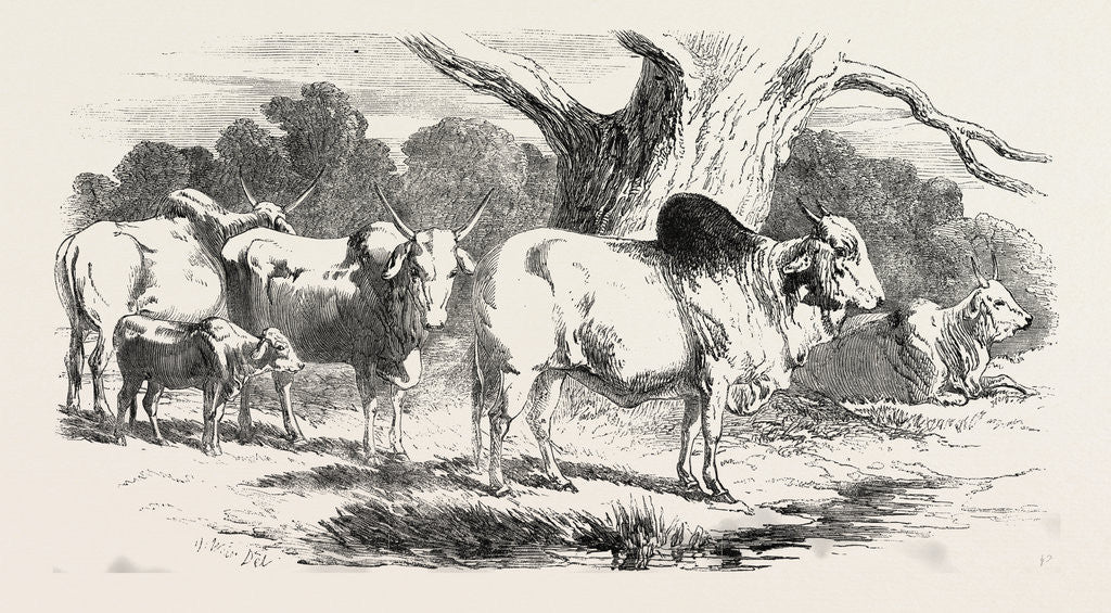 Detail of Sale of the Knowsley Menagerie: Brahmin Bull, Cows, Heifer, and Calf by Anonymous