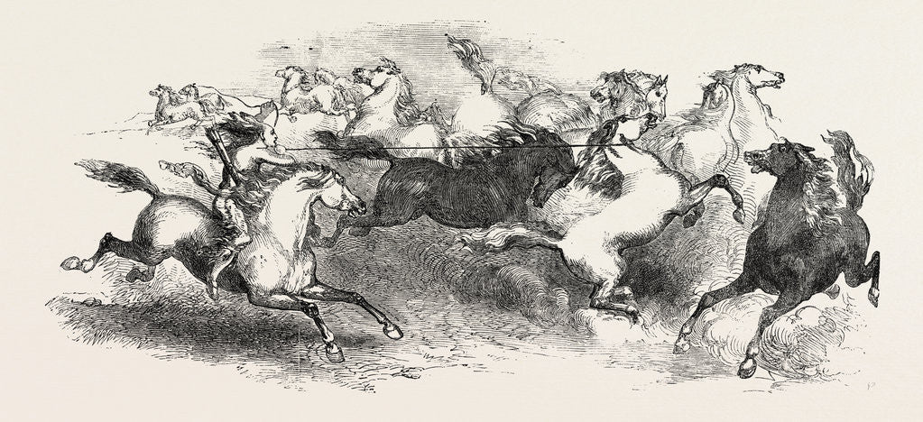 Detail of Mr. Eaton Stone's Capture of the Wild Horse of the Prairie by Anonymous
