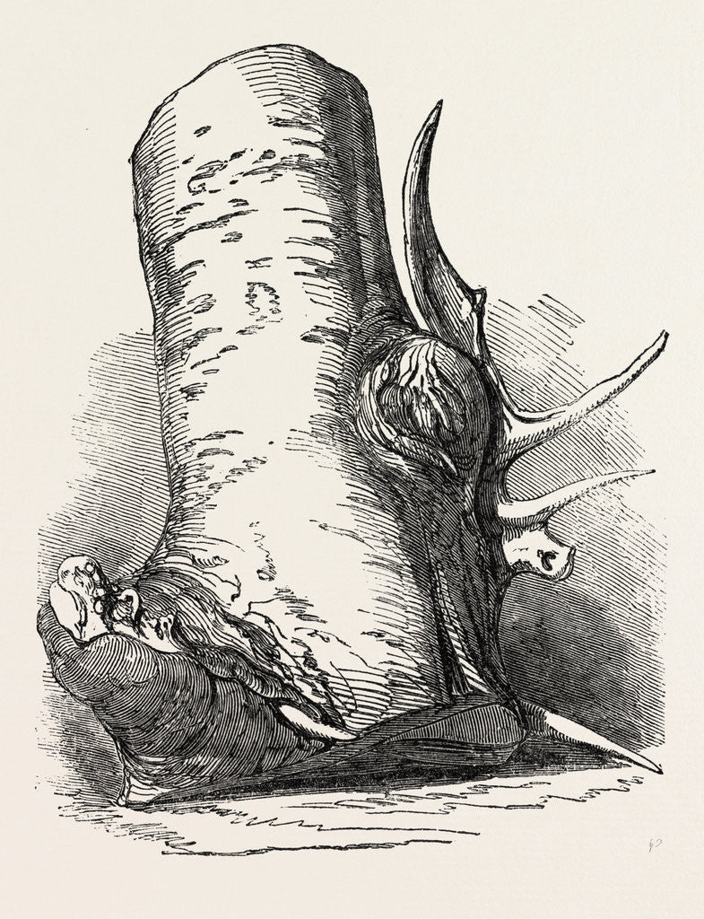 Detail of Horn of Deer Found in a Beech Tree in Canada West by Anonymous