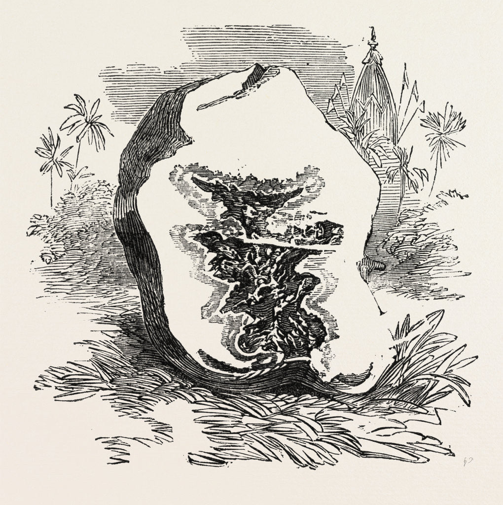 Detail of Section of Darjeeling Potato Affected with the Rot by Anonymous