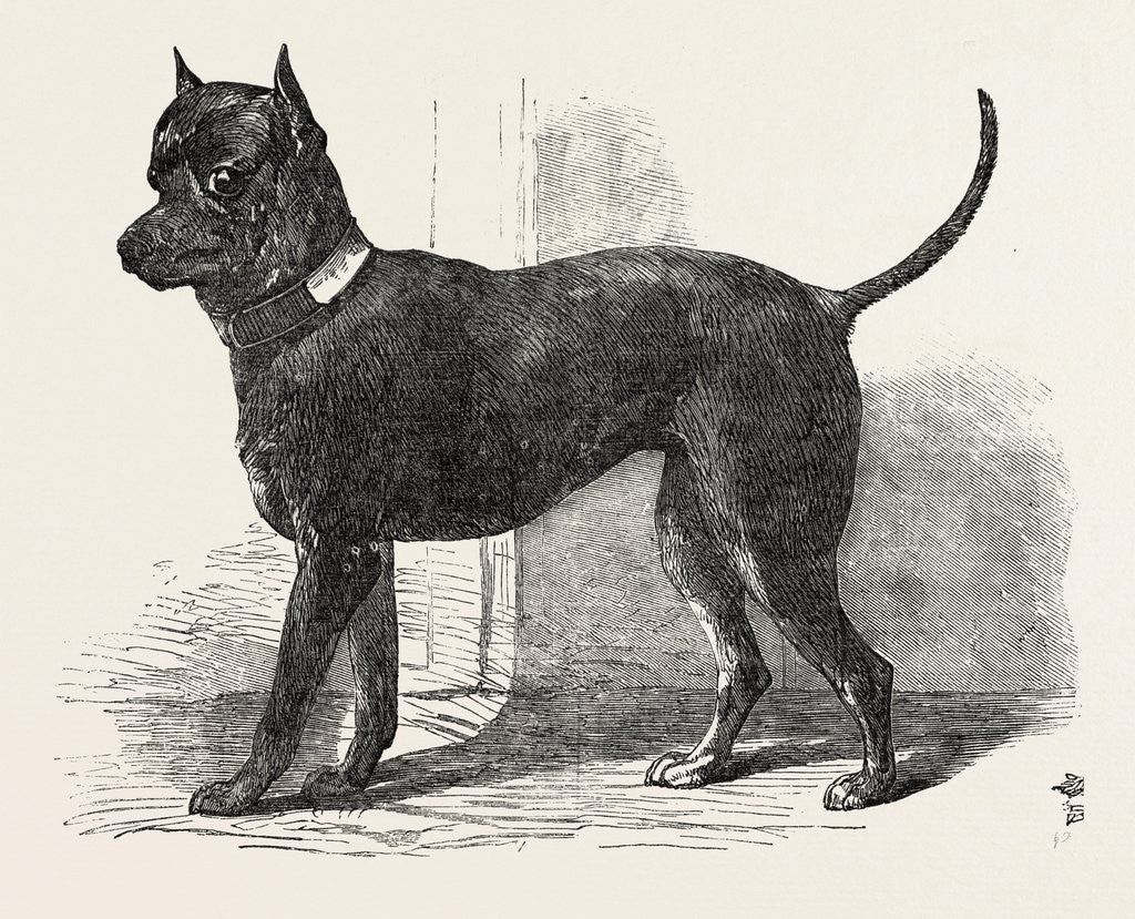 Detail of Terrier (Life-Size), in the Great Exhibition, London by Anonymous