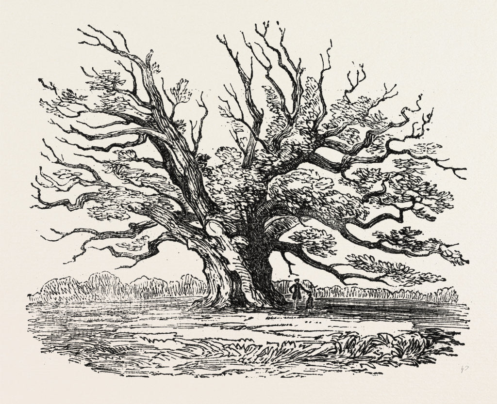 Detail of The Fairlop Oak in Hainault Forest, Sixty Years Since by Anonymous