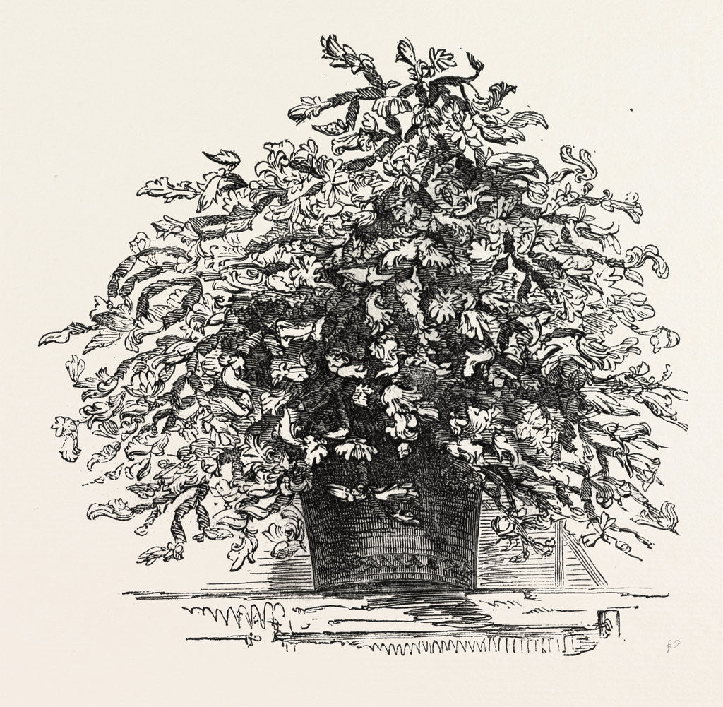 Detail of Epiphyllum in Flower at South Lambeth, London by Anonymous