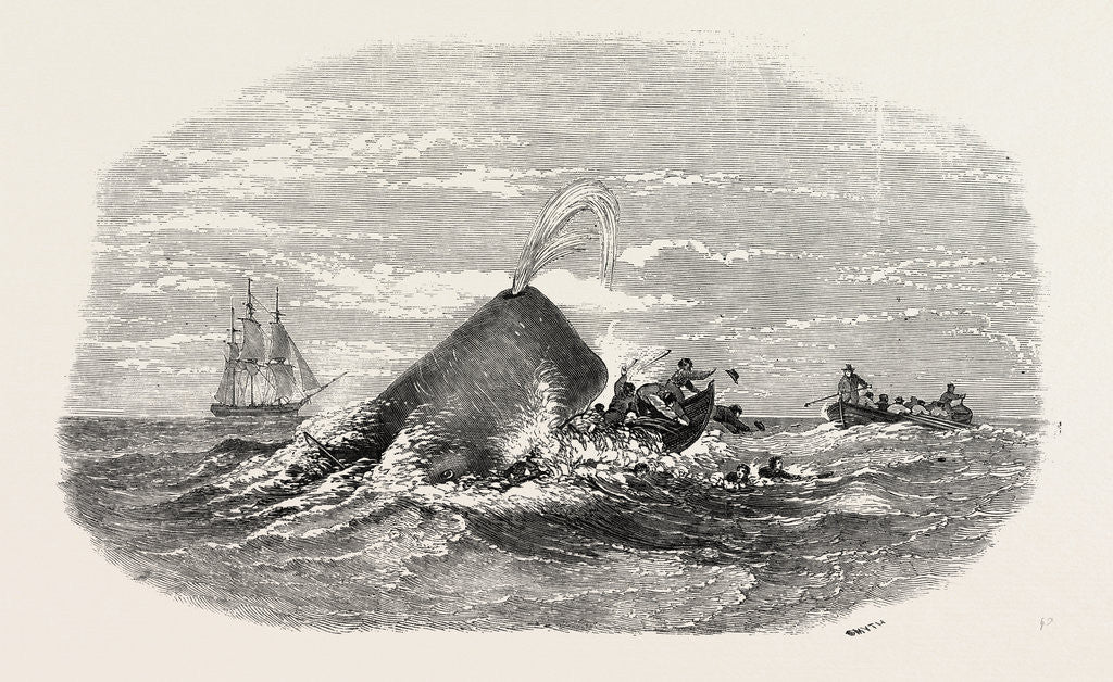 Detail of Destruction of the Larboard Boat of the Ann Alexander, by a Sperm Whale, in the South Pacific by Anonymous