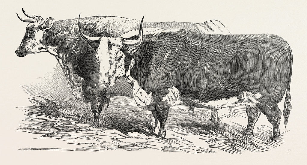 Detail of Smithfield Club Prize Cattle: Mr. Joseph Gillett's Durham, or Short-Horned Cow, and Mr. Joseph Phillips's Hereford Steer by Anonymous