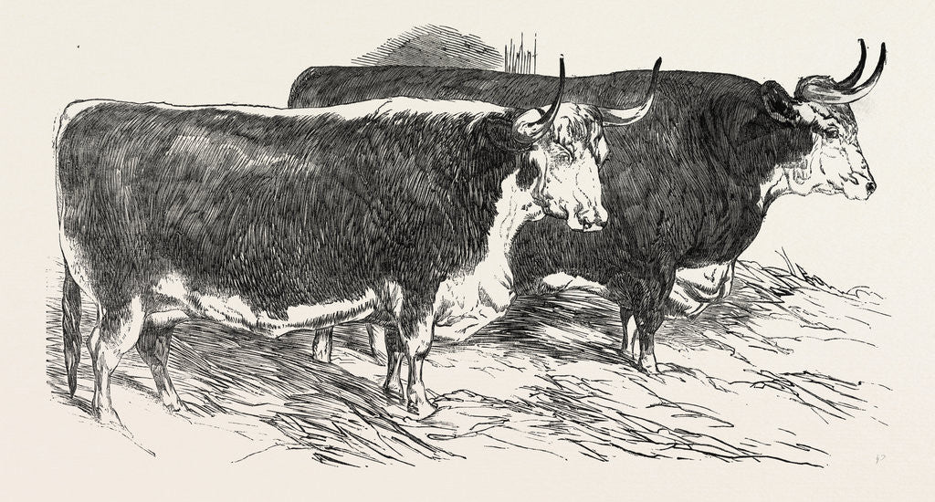 Detail of Smithfield Club Prize Cattle: Prince Albert's Hereford Ox and Mr. William Heath's Hereford Ox by Anonymous