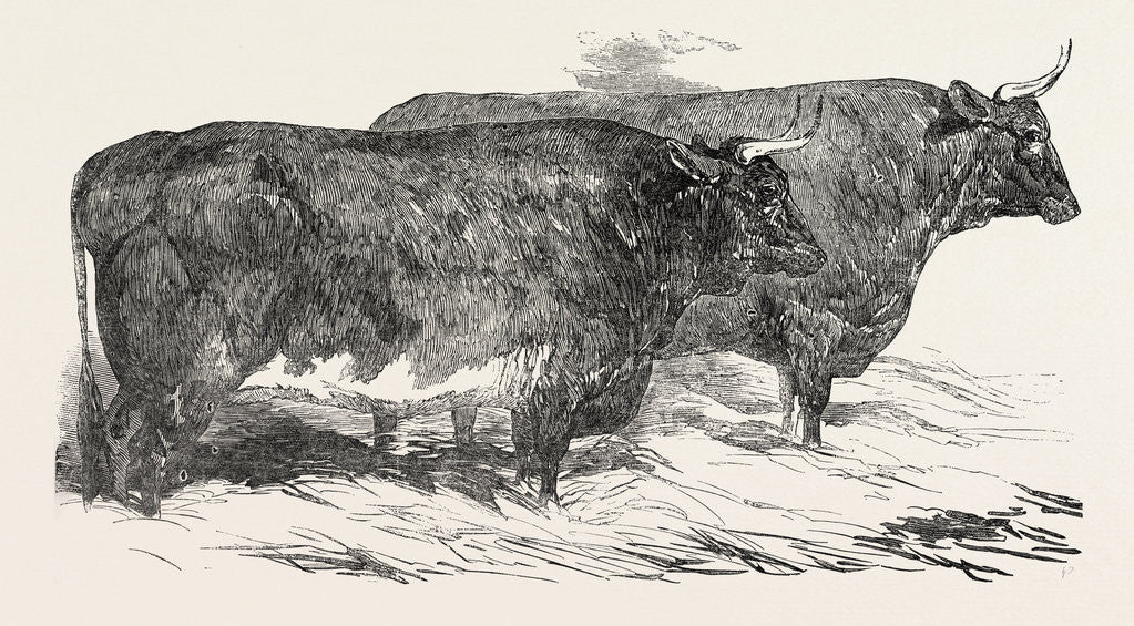 Detail of Smithfield Club Prize Cattle: Mr. Druce' Short-Horned and Hereford Heifer, and the Earl of Leicester's Pure North Devon Ox by Anonymous