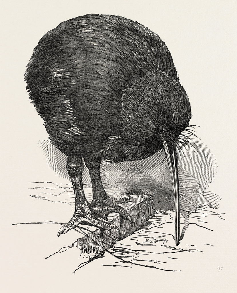 Detail of Apteryx in the Gardens of the Zoological Society, Regent's Park, London by Anonymous