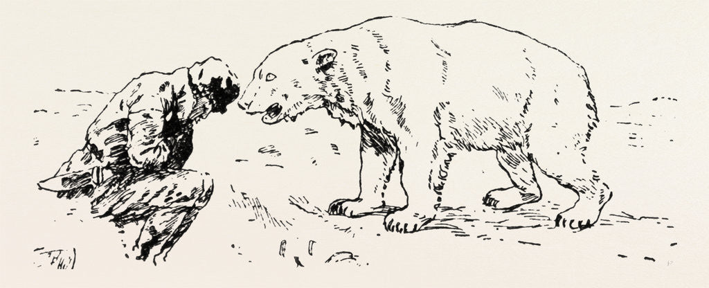 Detail of An Encounter with an Polar Bear by Anonymous