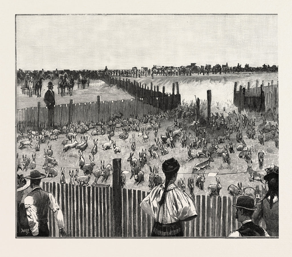 Detail of Driving Jack-Rabbits Into a Corral, Fresno, California, United States of America by Anonymous