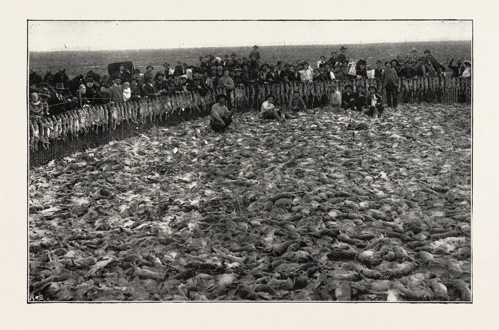 Detail of Result of a Day's Rabbit-Drive, Fresno, California, United States of America by Anonymous