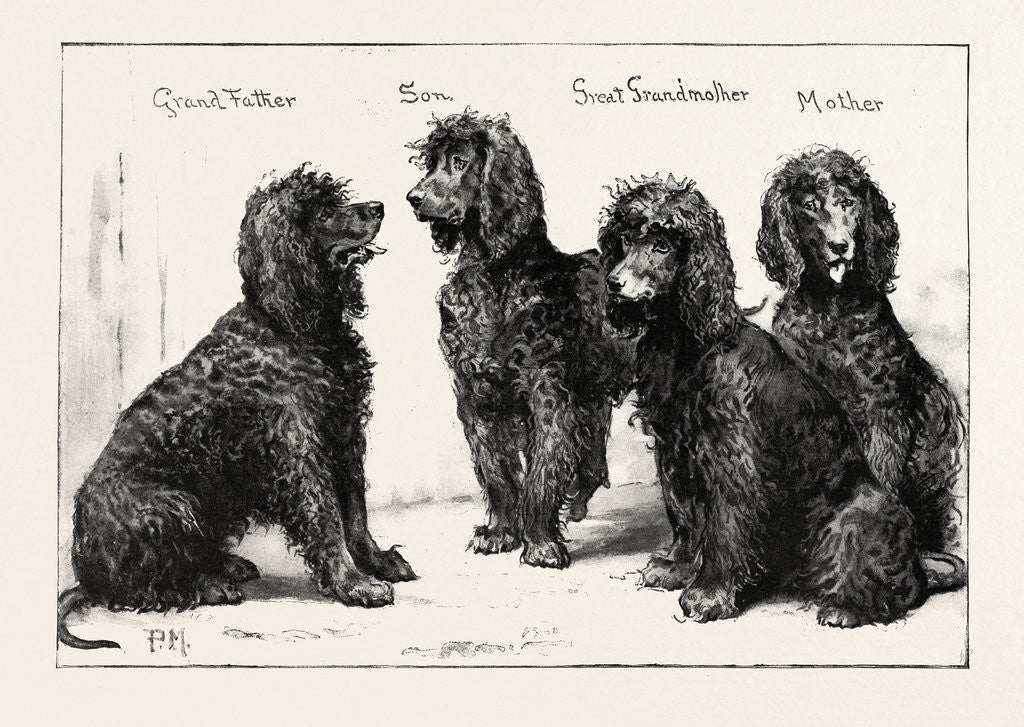 Detail of The Kennel Club Show at the Agricultural Hall: A Successful Family of Irish Water-Spaniels, UK by Anonymous