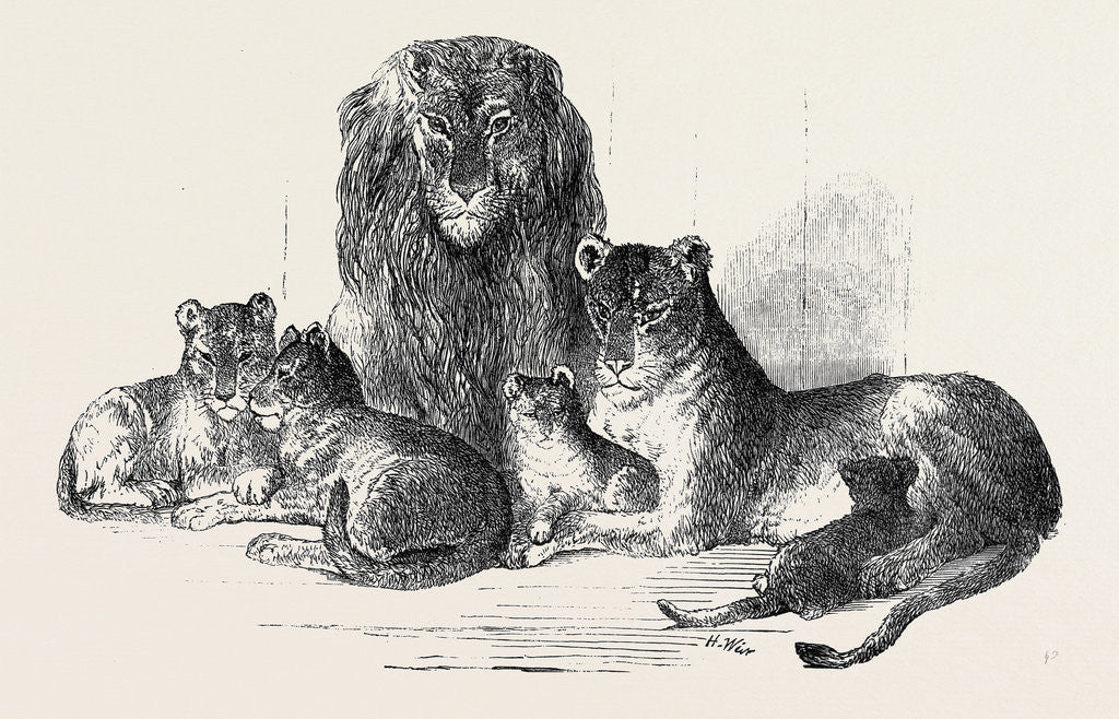 Detail of Family of Lions in the Gardens of the Clifton and Bristol Zoological Society by Anonymous