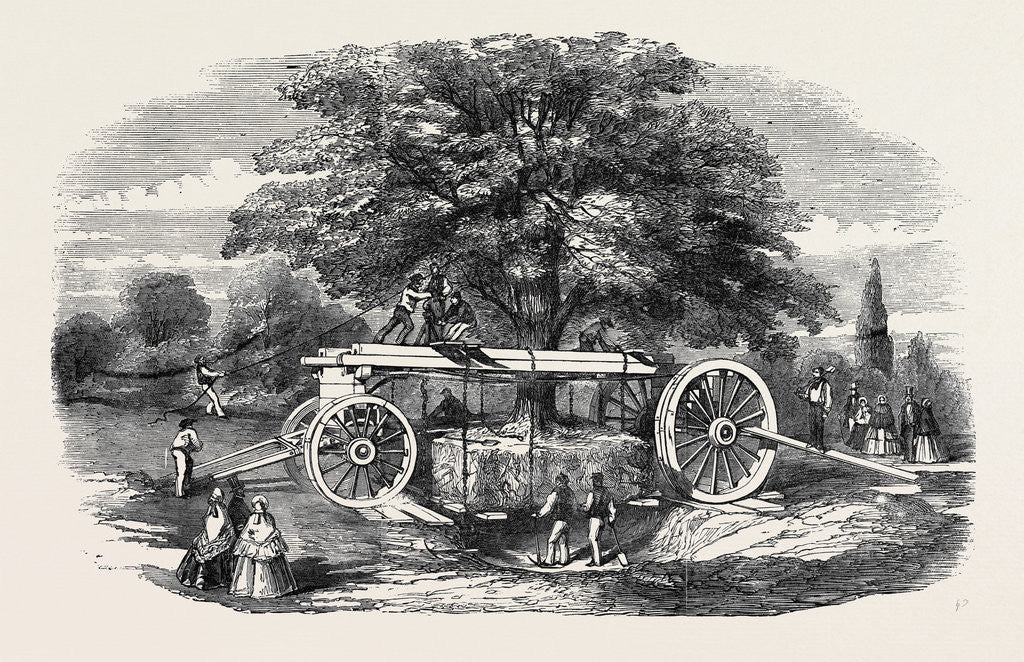 Detail of Removal of a Tree by Barron's Machine, in the Royal Botanic Society's Garden, Regent's Park by Anonymous