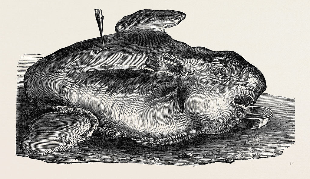 Detail of Sunfish, Caught Off Cork Harbour. by Anonymous