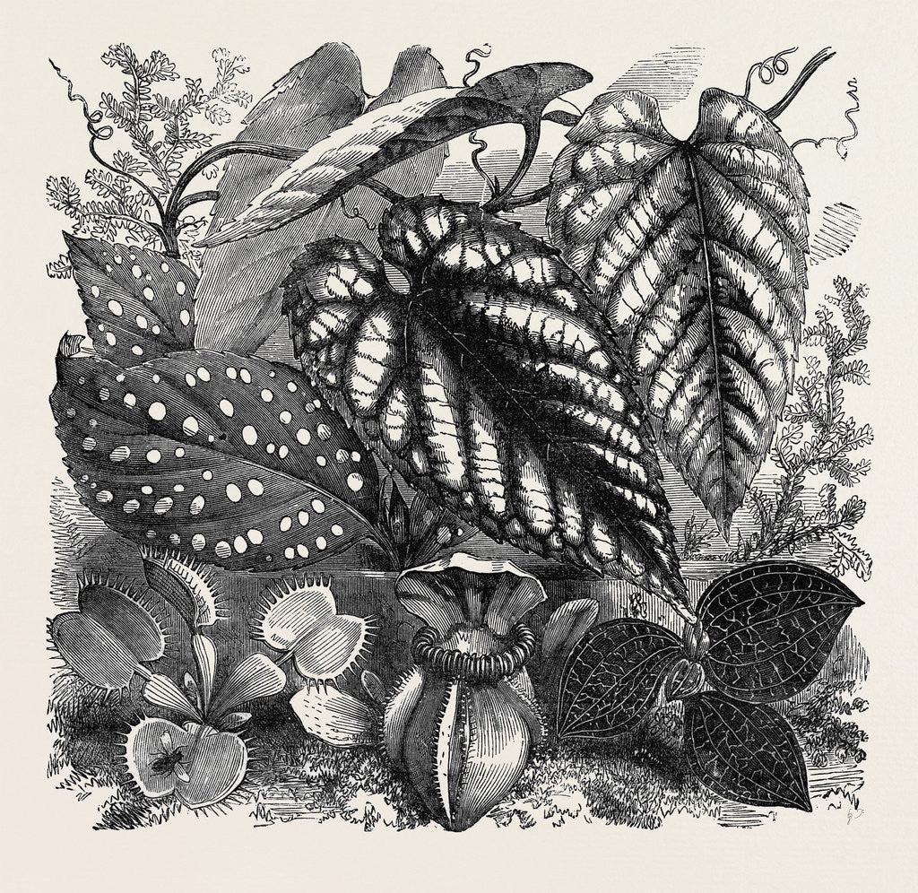 Detail of December Flowers by Anonymous