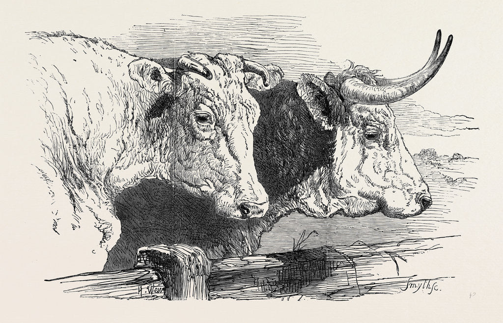 Detail of Smithfield Club Prize Cattle Show: Short Horns, Class 12 by Anonymous