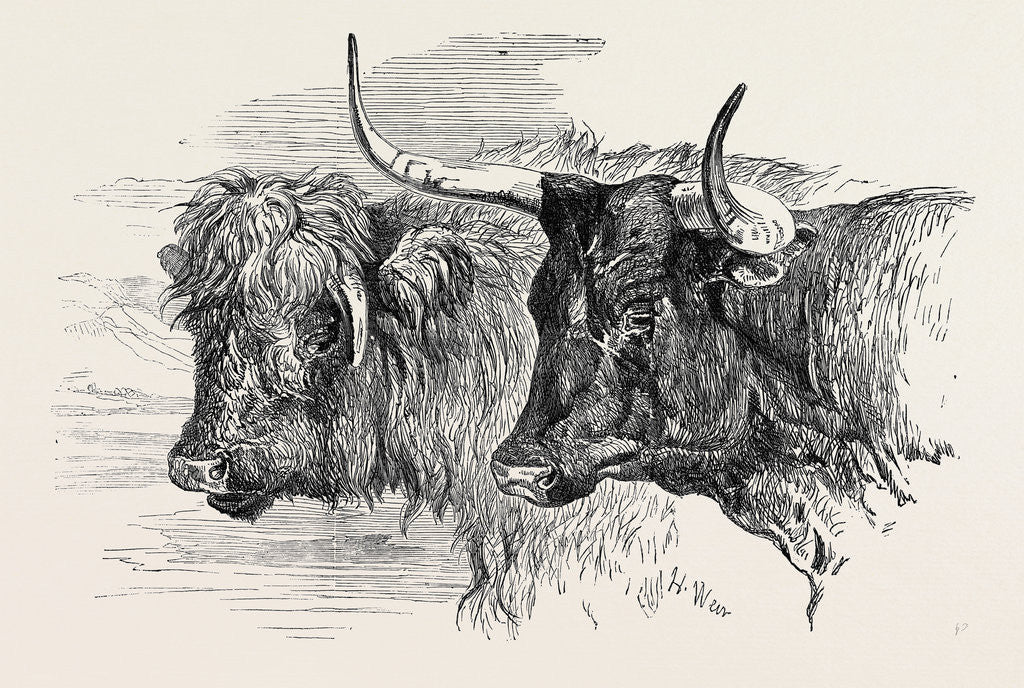 Detail of Smithfield Club Prize Cattle Show: Scotch, Class 13 by Anonymous