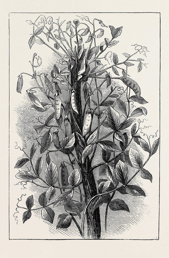 Detail of The Andersonian Mummy Pea by Anonymous