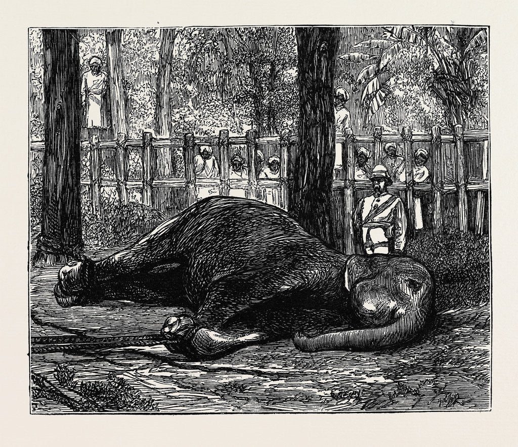 Detail of Elephant Hunting in Ceylon: Cow Elephant Secured in Corral by Anonymous