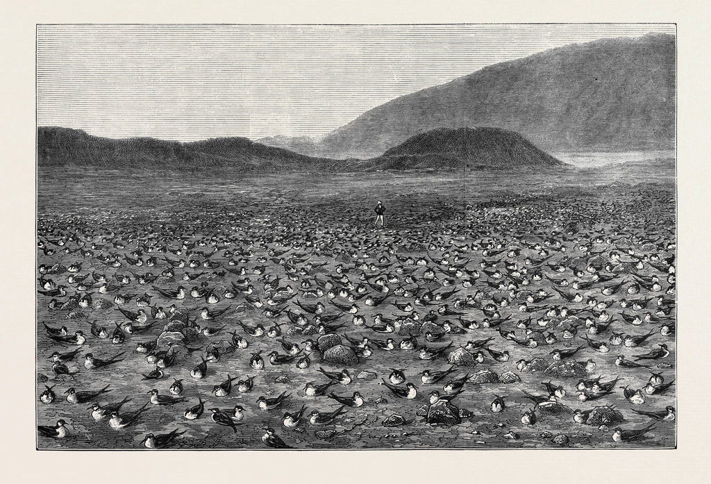 Detail of Wideawakes Hatching Their Eggs at Ascension Island by Anonymous