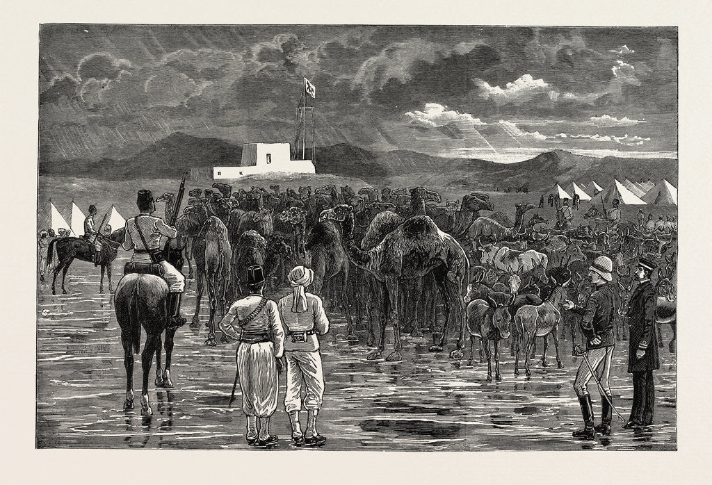 Detail of The Rebellion in the Soudan - Camels and Cattle Captured from Hostile Tribes During a Cavalry Reconnaissance and Driven Into Camp at Suakim by Anonymous