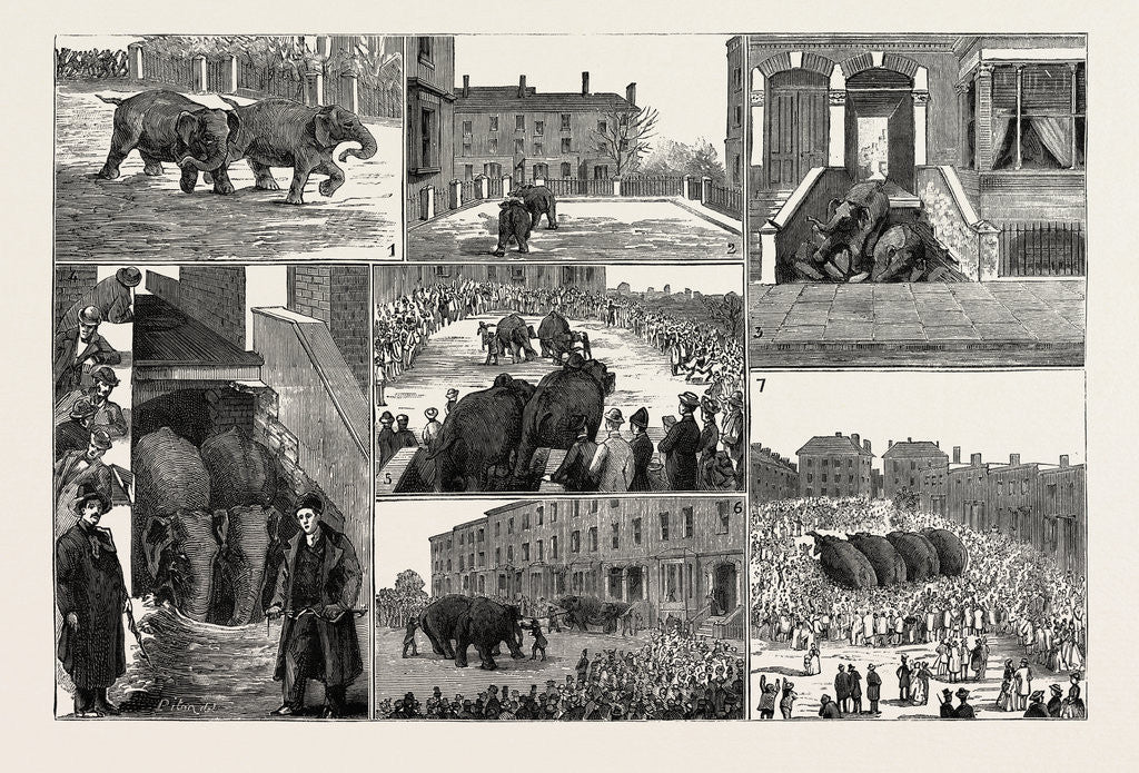 Detail of The Strange Adventures of Two Runaway Elephants in Kentish Town London by Anonymous