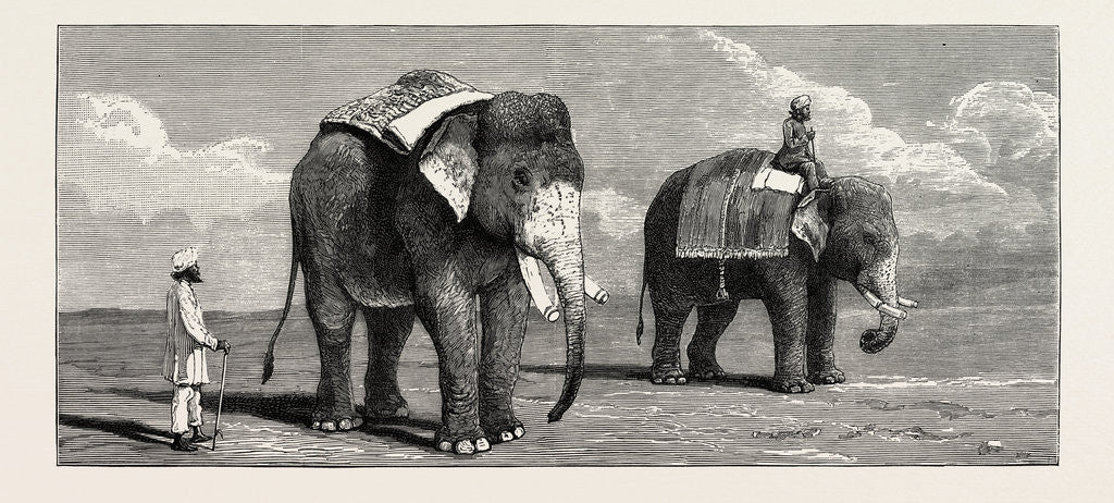 Detail of The Great Elephant Controversy an Elephant Belonging to the Rajah of Puttiala Precisely Similar to Mr. Barnum's Elephant at the Zoological Gardens by Anonymous