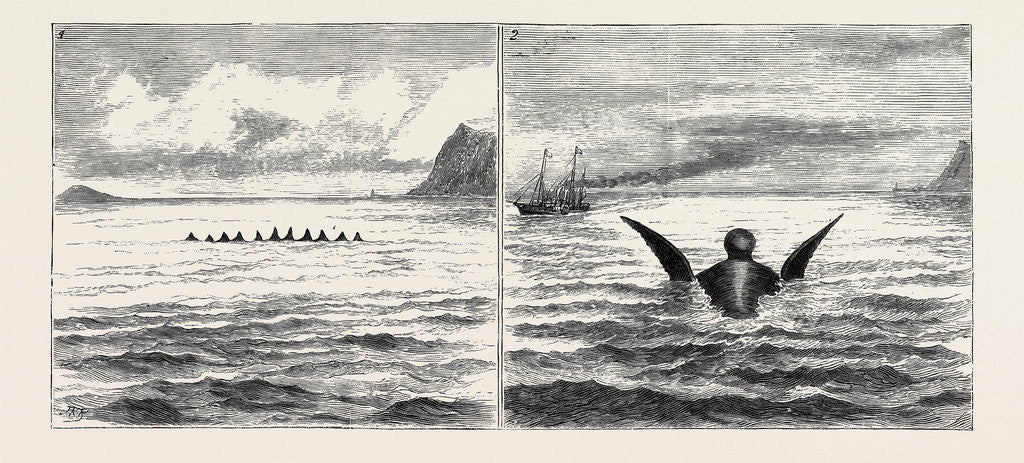 Detail of The Sea Serpent in the Mediterranean, a Sketch from H.M. Yacht Osborne Off the North Coast of Sicily on the Second of June by Anonymous