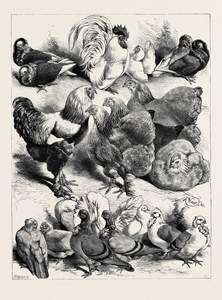 Detail of Prize Birds, Crystal Palace Poultry Show, 1870 by Anonymous