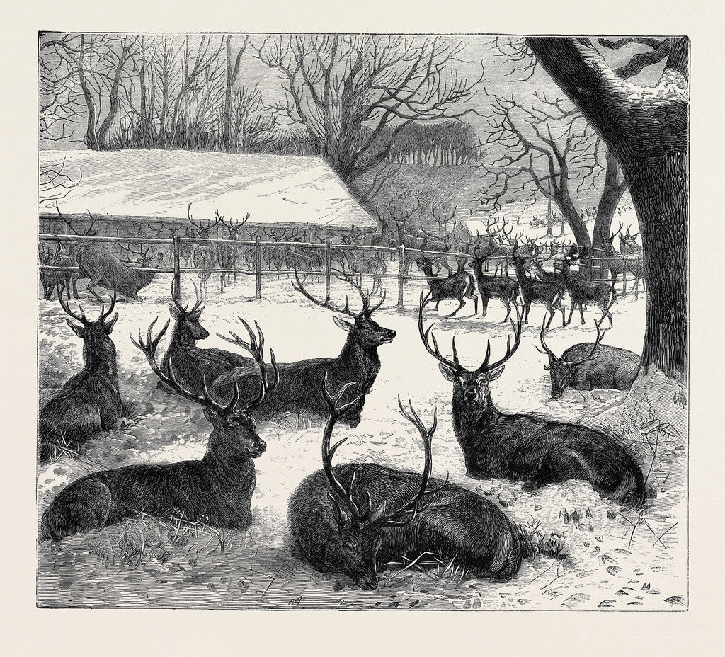 Detail of Winter Feeding in Windsor Park, 1870 by Anonymous