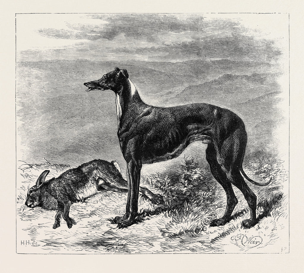Detail of Coursing: Master M'Grath, 1870 by Anonymous