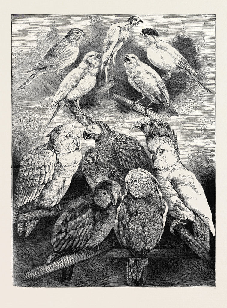 Detail of Prize Birds at the Crystal Palace Show, 1870 by Anonymous