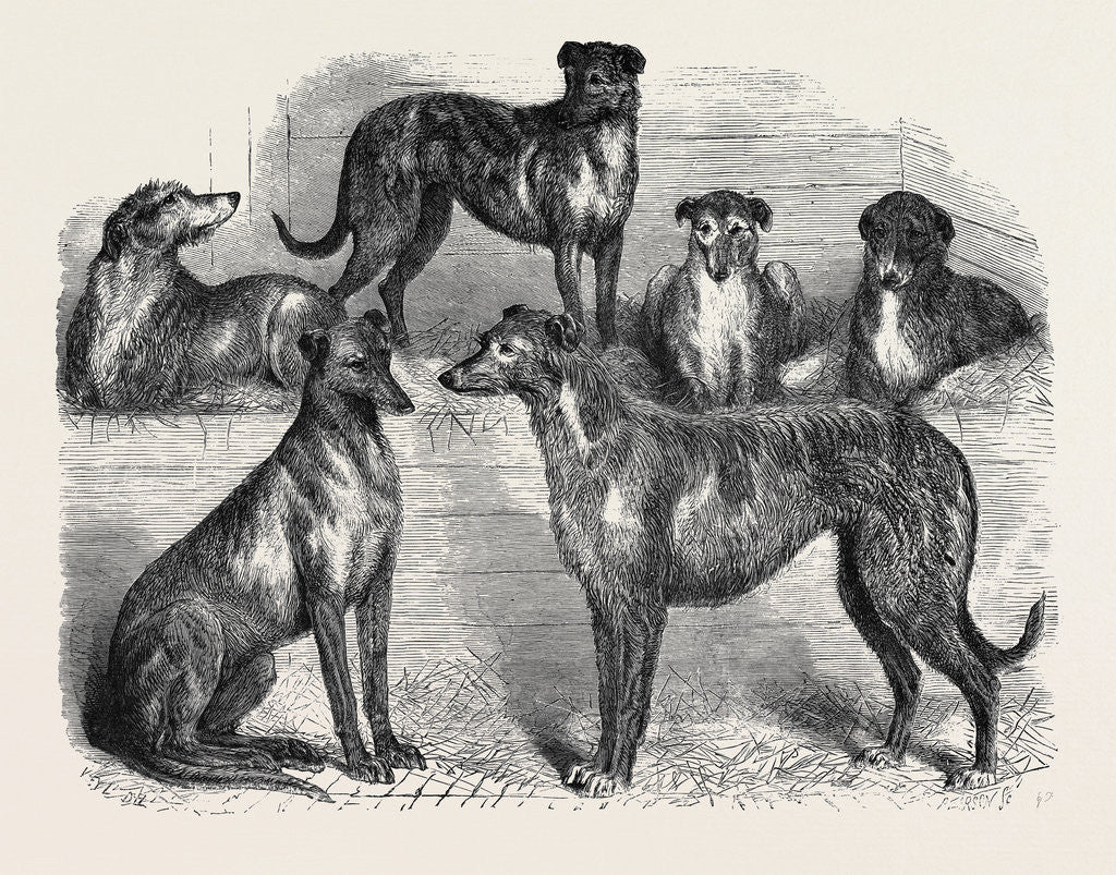 Detail of Deerhounds from Windsor Great Park, 1870 by Anonymous