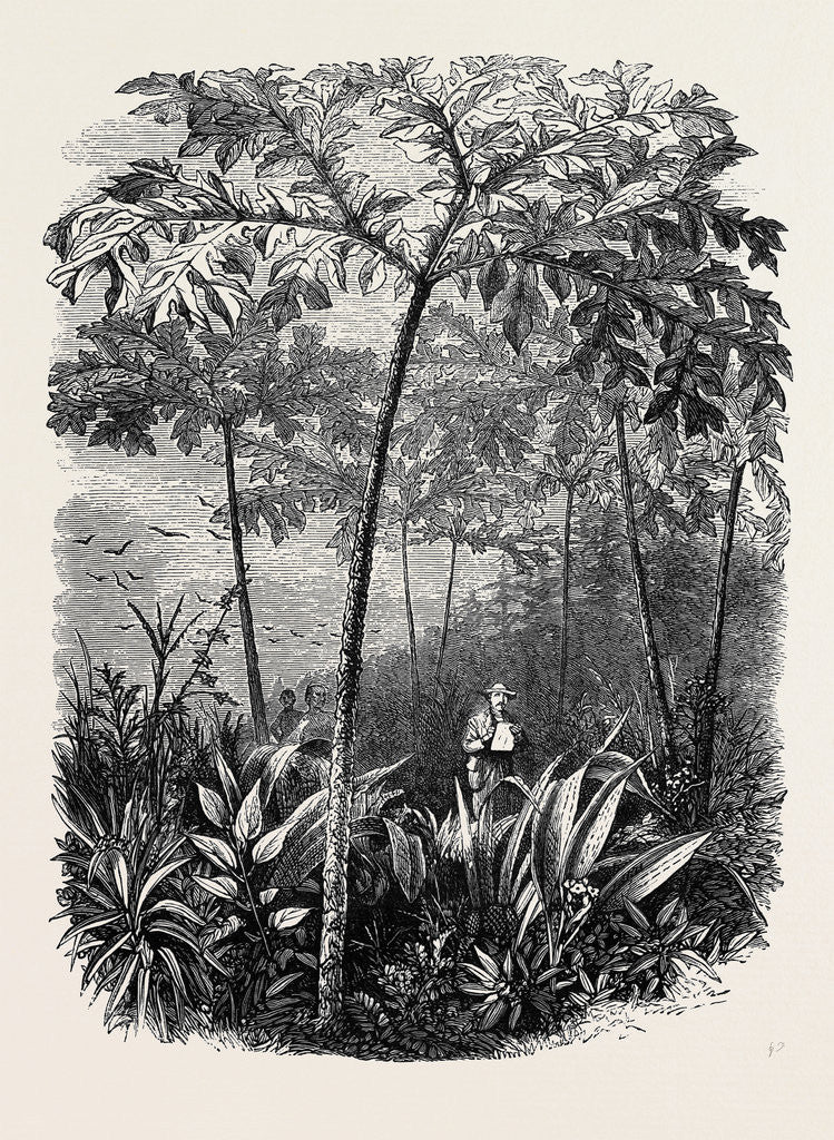 Detail of The Godwinia Gigas, 1870 by Anonymous