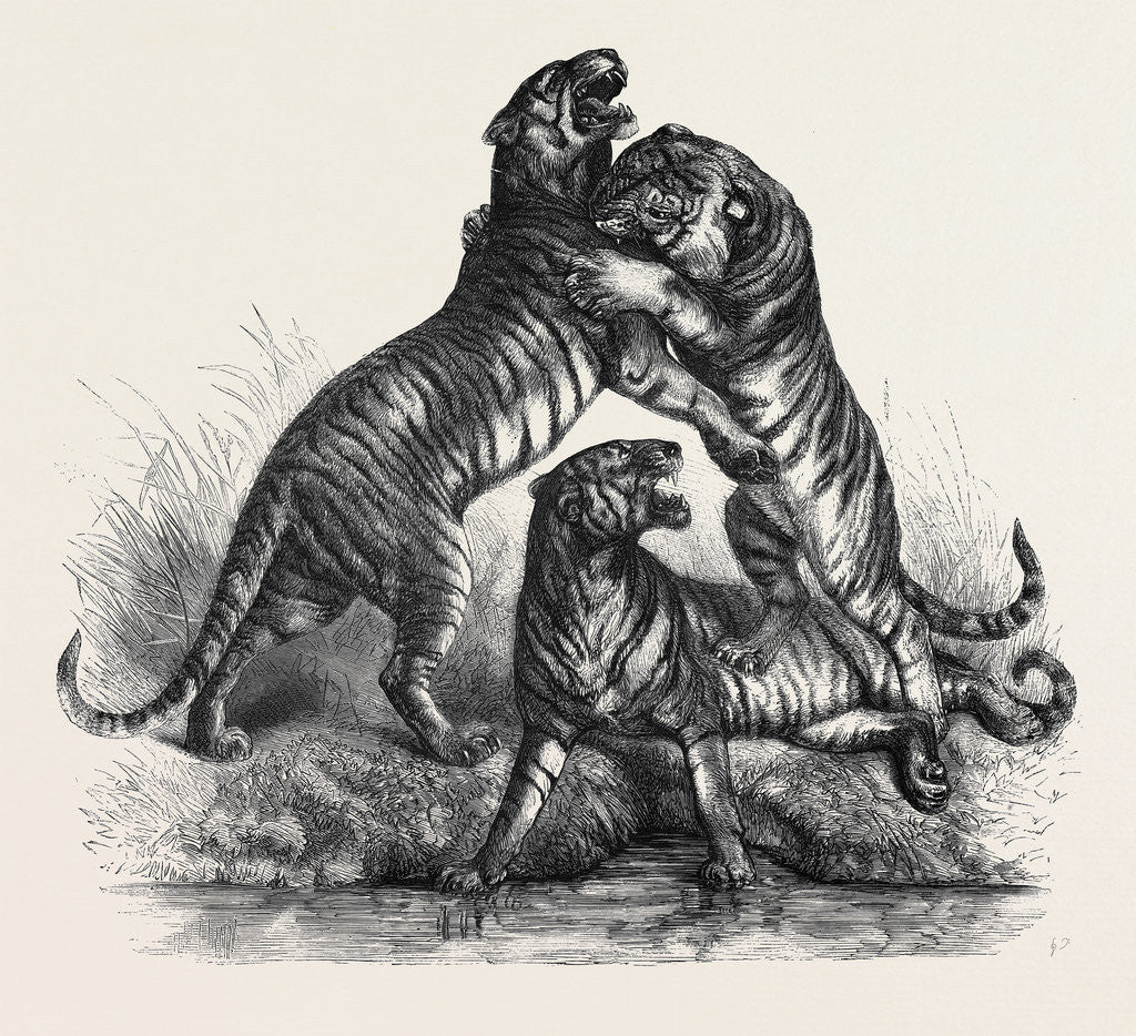 Detail of Group of Tigers Fighting, 1870 by Anonymous