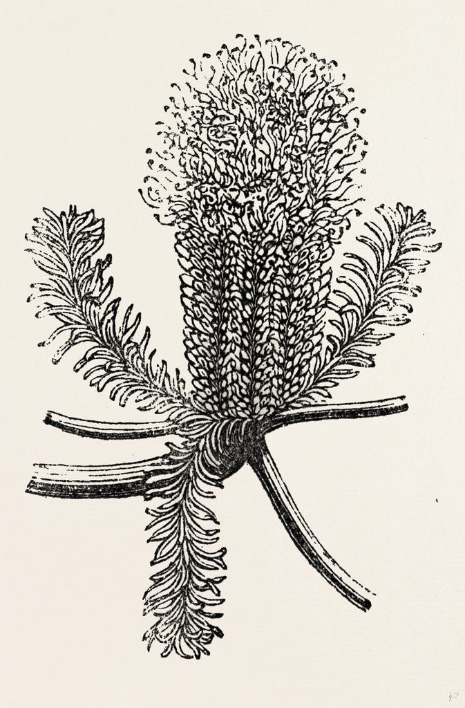 Detail of Banksia Ericifolia by Anonymous