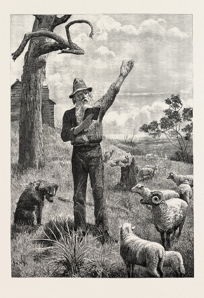 Detail of I Am Shepherd to Another Man. As You Like It. Shakspeare on an Australian Sheep-Run by Anonymous