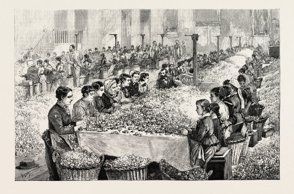Detail of The Perfumery Manufacture at Grasse: Sorting Roses France by Anonymous