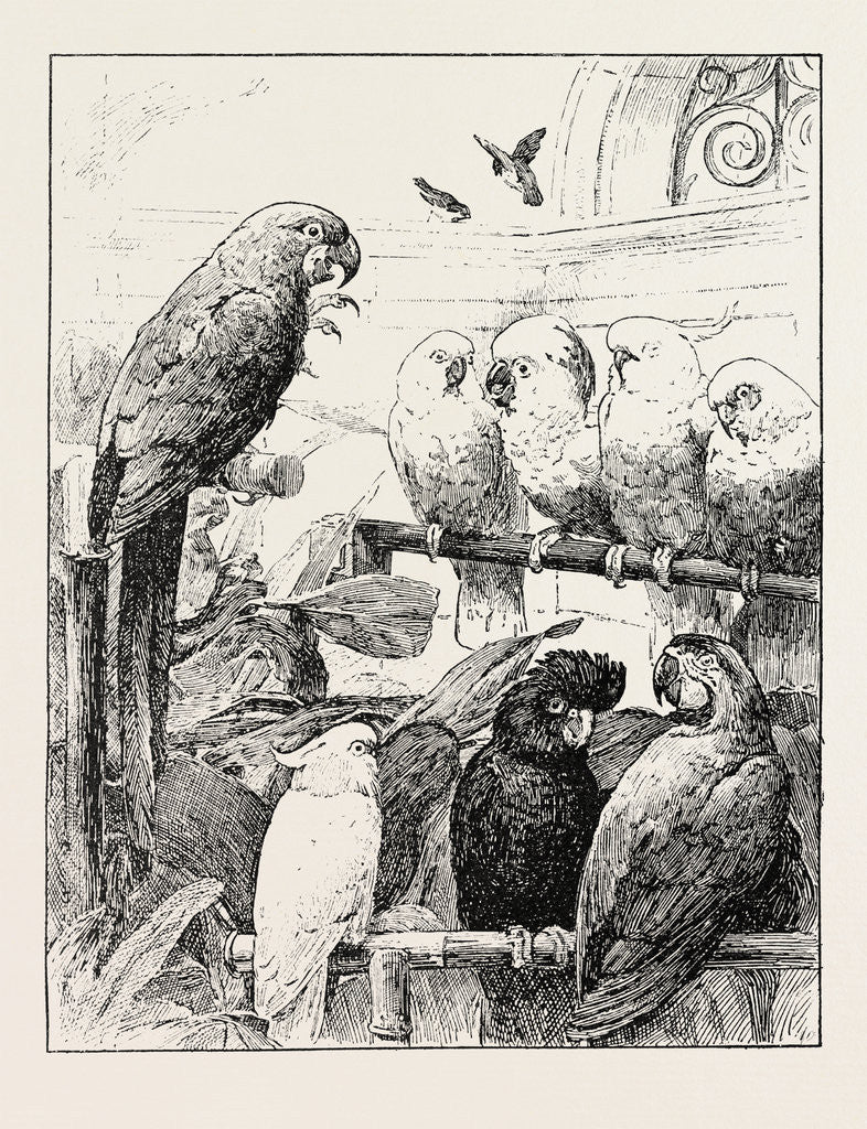 Detail of Mr. Stacy Marks's a Select Committee is Unintentionally a Satire Upon the Proceedings of Many Public Bodies in which Cockatoos and Macaws Sustain Prolonged Debates to Their Own Satisfaction But with Little Profit to the Bystanders. by Anonymous