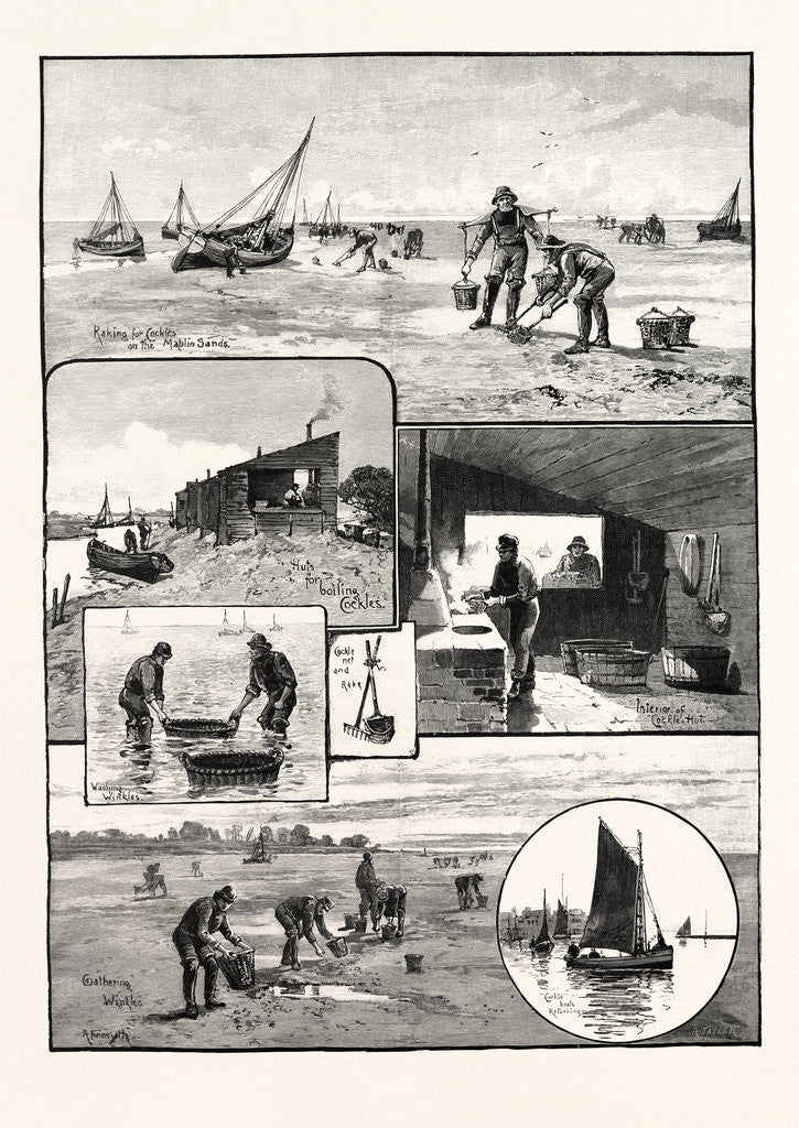 Detail of Gathering Cockles and Winkles on the Essex Coast UK by Anonymous