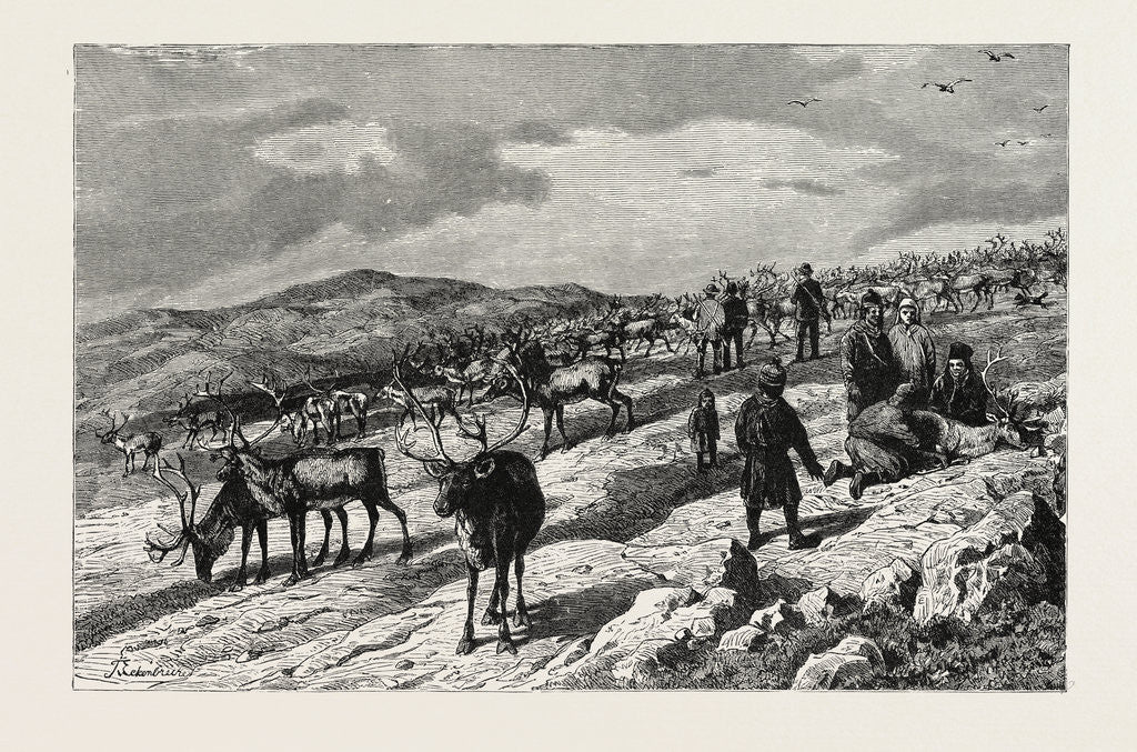 Detail of Herd of Reindeer in Lapland. Lappland by Anonymous