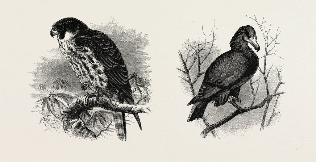 Detail of A Hawk from Nature and a Hawk from the National Gallery by Anonymous