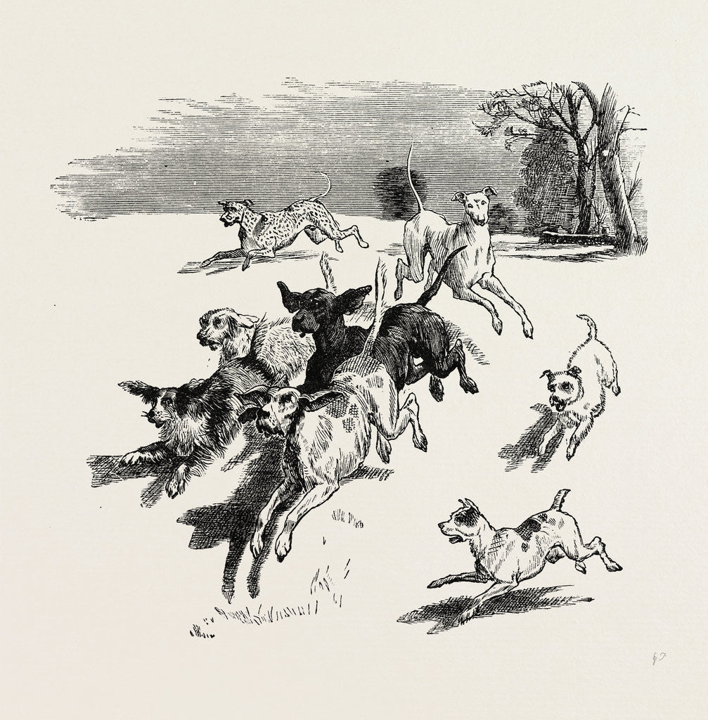 Detail of A Troop of Dogs, 19th Century by Anonymous