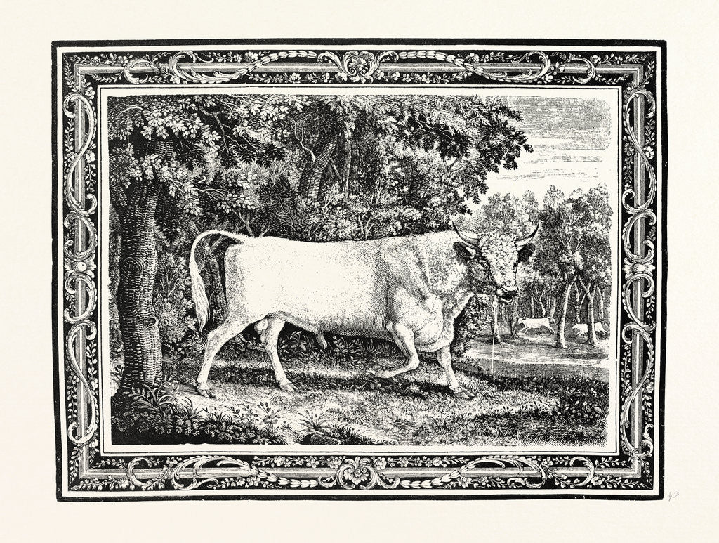 Detail of The Chillingham Bull, First State by Anonymous